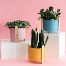 Load image into Gallery viewer, Gipsy planter pots and plants on a white stand